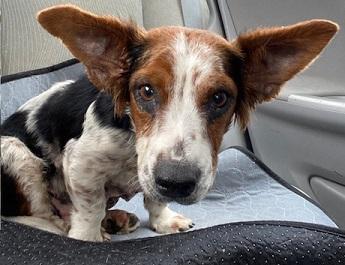 Tillie, a ADOPTABLE mixed breed in Dripping Springs, TX image 2/2