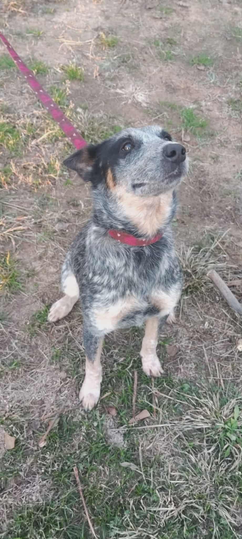 Enlarge Darla, a ADOPTABLE mixed breed in Barkhamsted, CT image 1/1