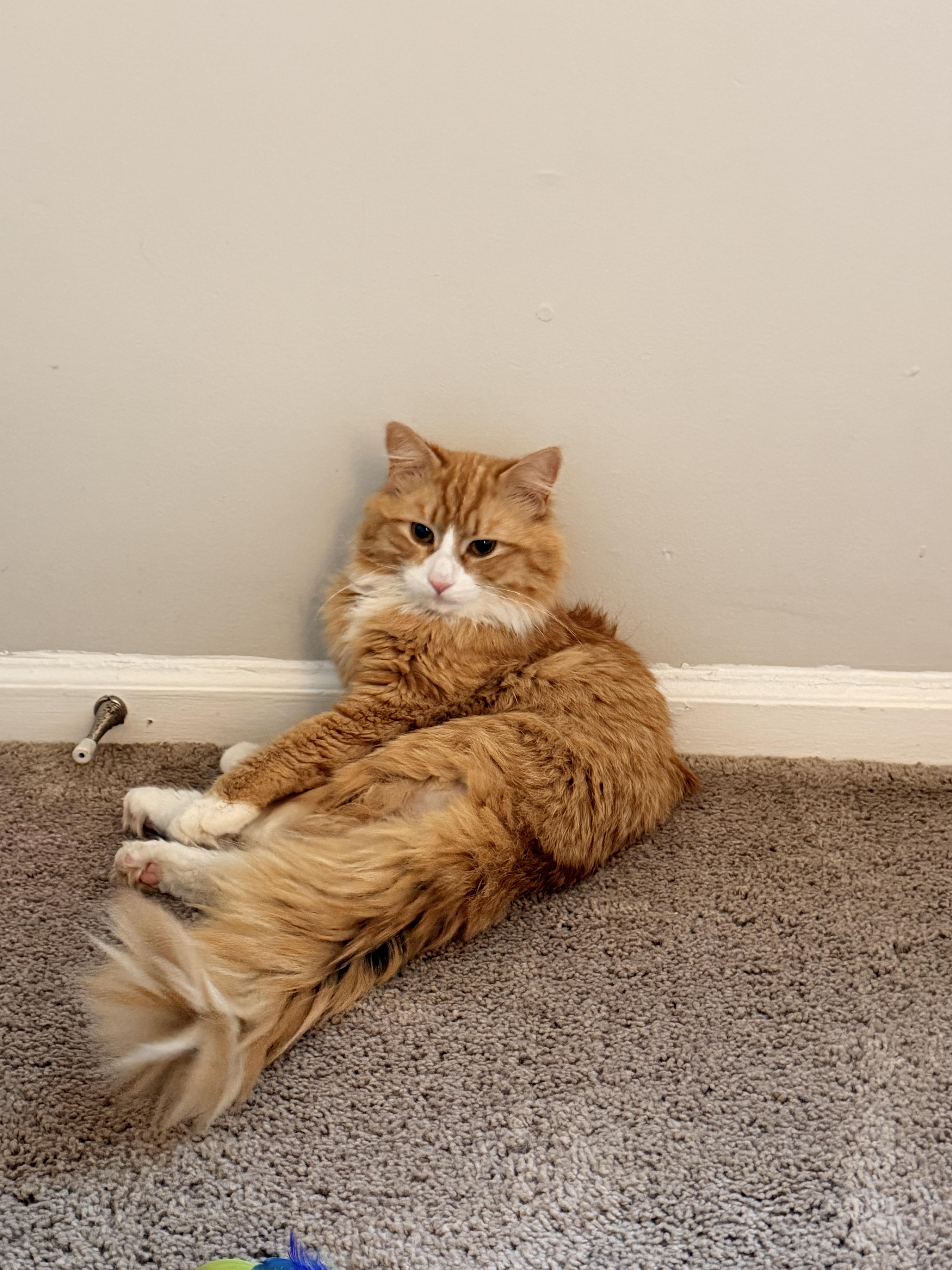 Otis , a ADOPTABLE Tabby in Richmond, VA image 1/4