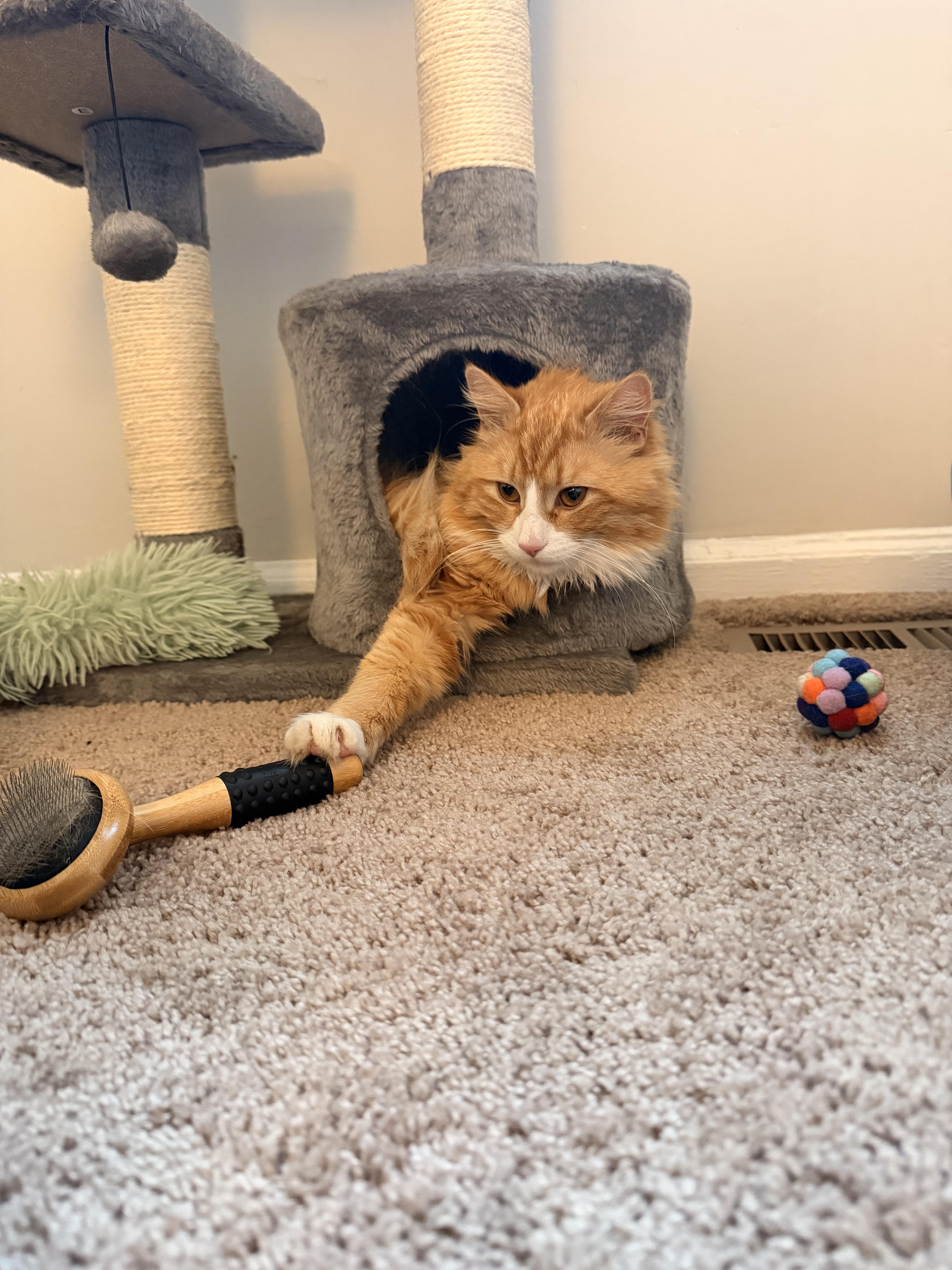 Otis , a ADOPTABLE Tabby in Richmond, VA image 3/4