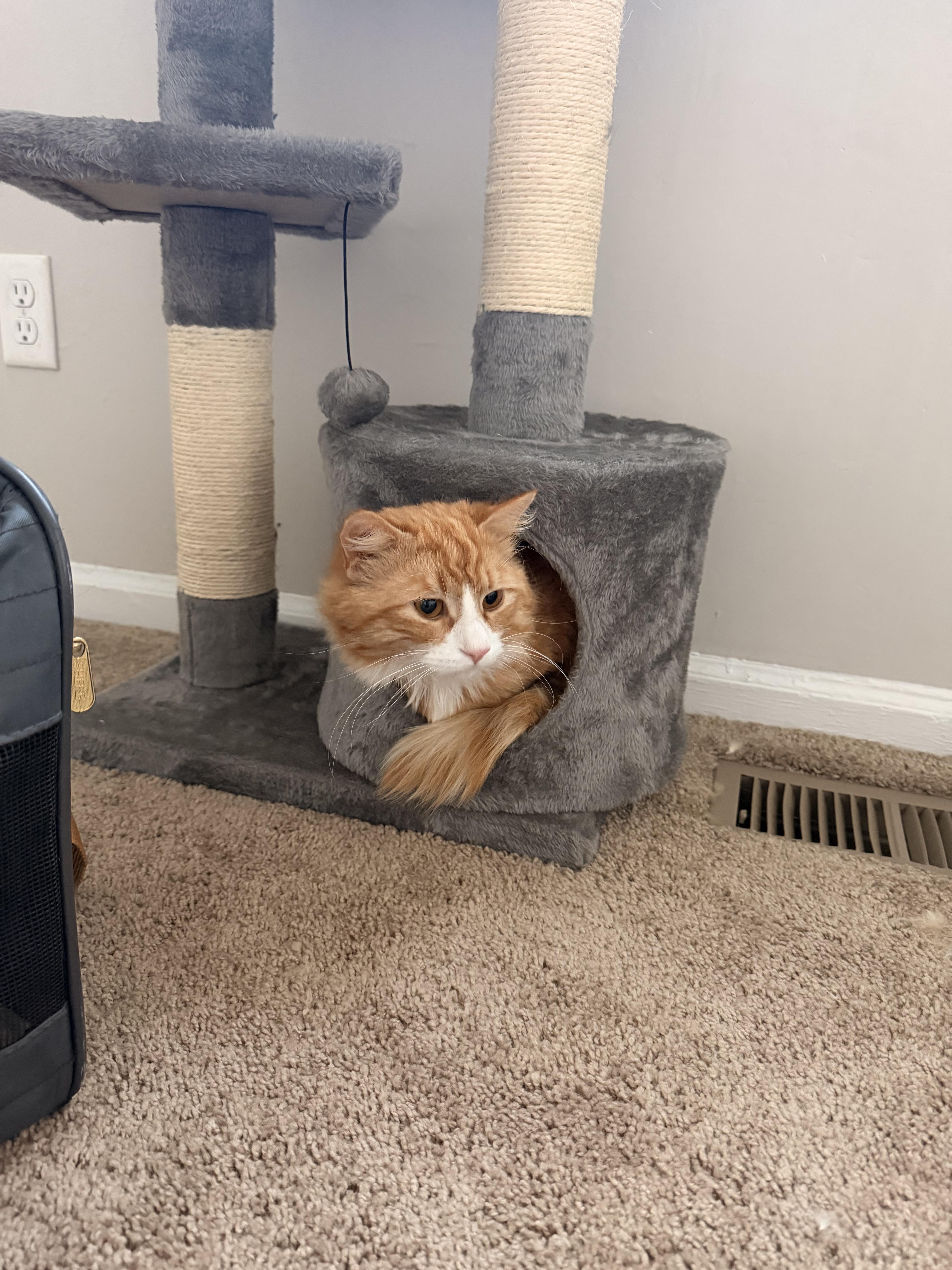 Otis , a ADOPTABLE Tabby in Richmond, VA image 2/4