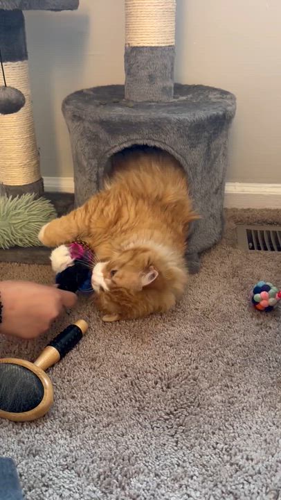 Enlarge Otis , a ADOPTABLE Tabby in Richmond, VA video 4/4