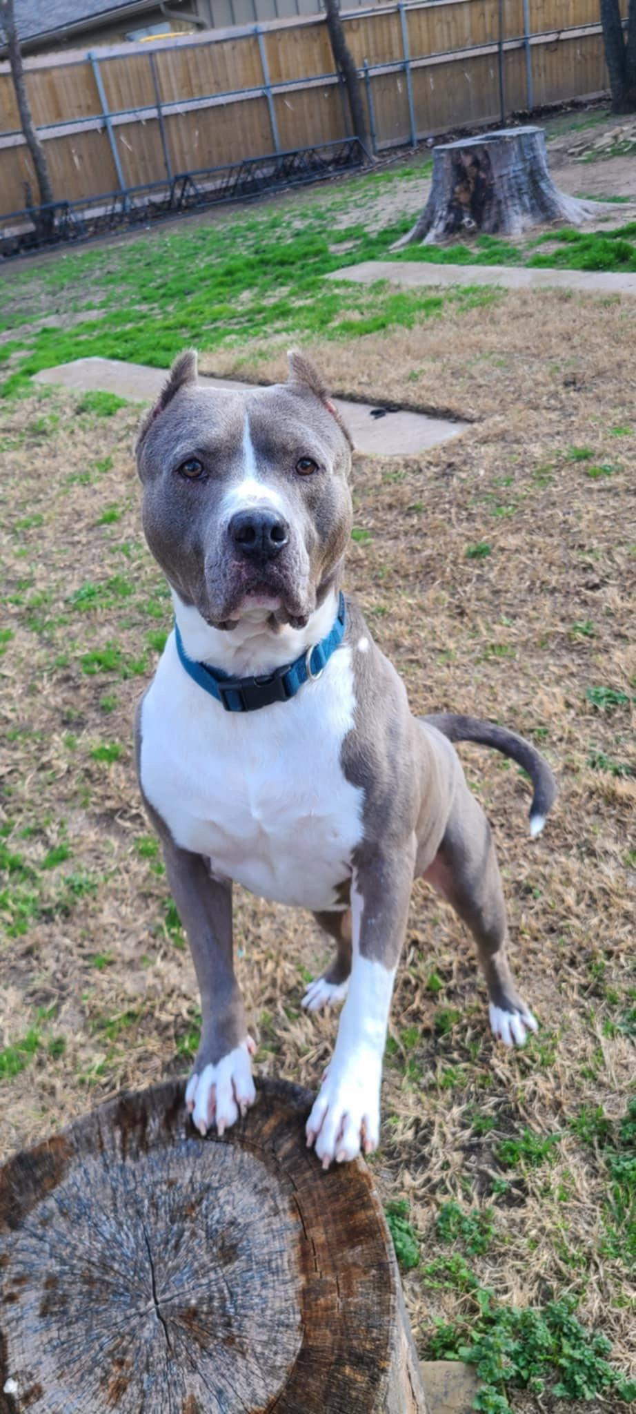 Blue, Adopted, Senior Male Pit Bull Terrier.