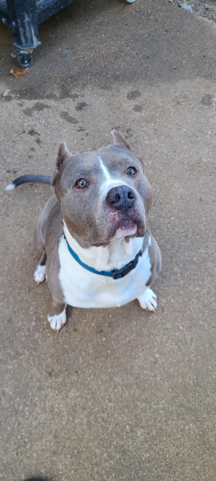 Enlarge Blue, a Adopted Pit Bull Terrier in Bangs, TX image 2/3