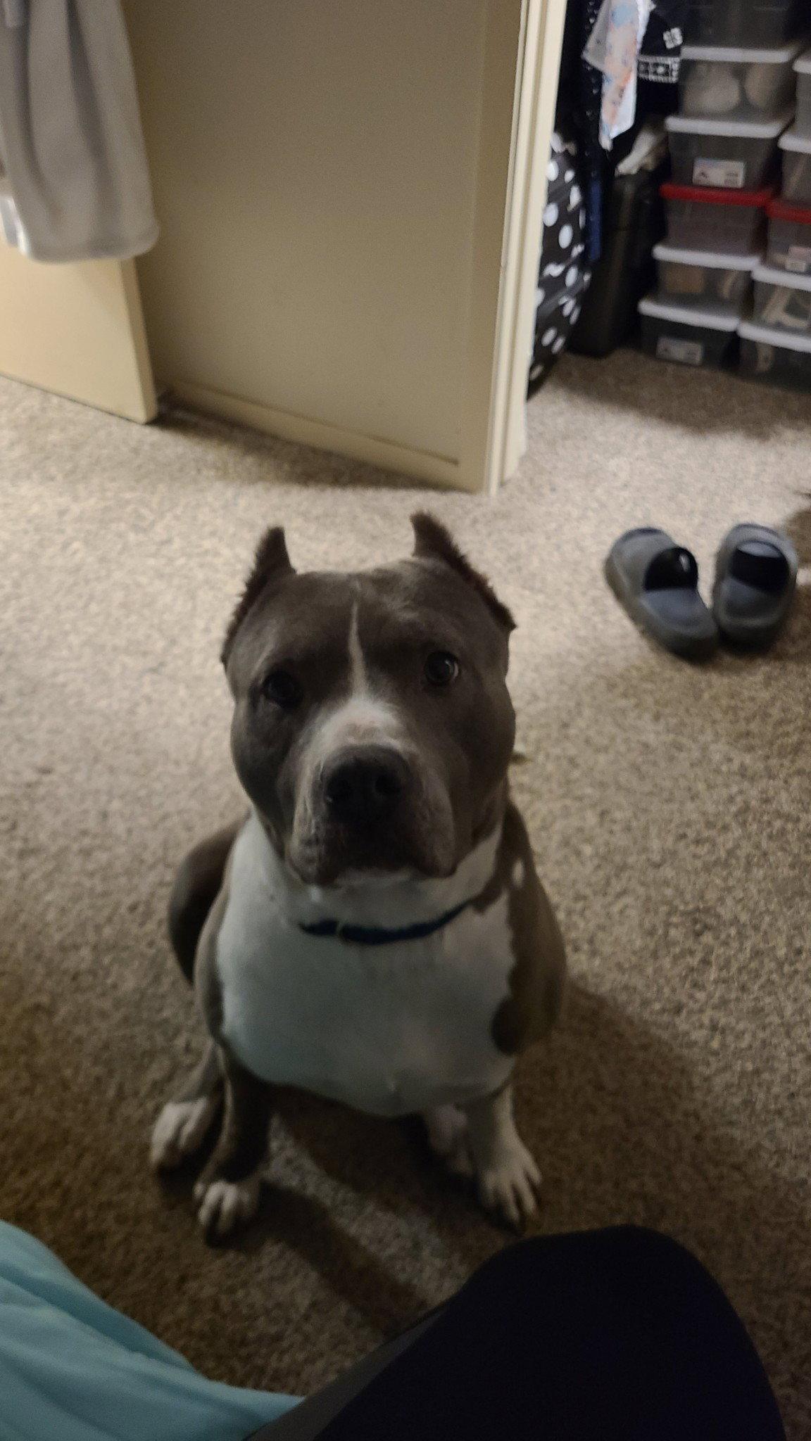 Enlarge Blue, a Adopted Pit Bull Terrier in Bangs, TX image 3/3