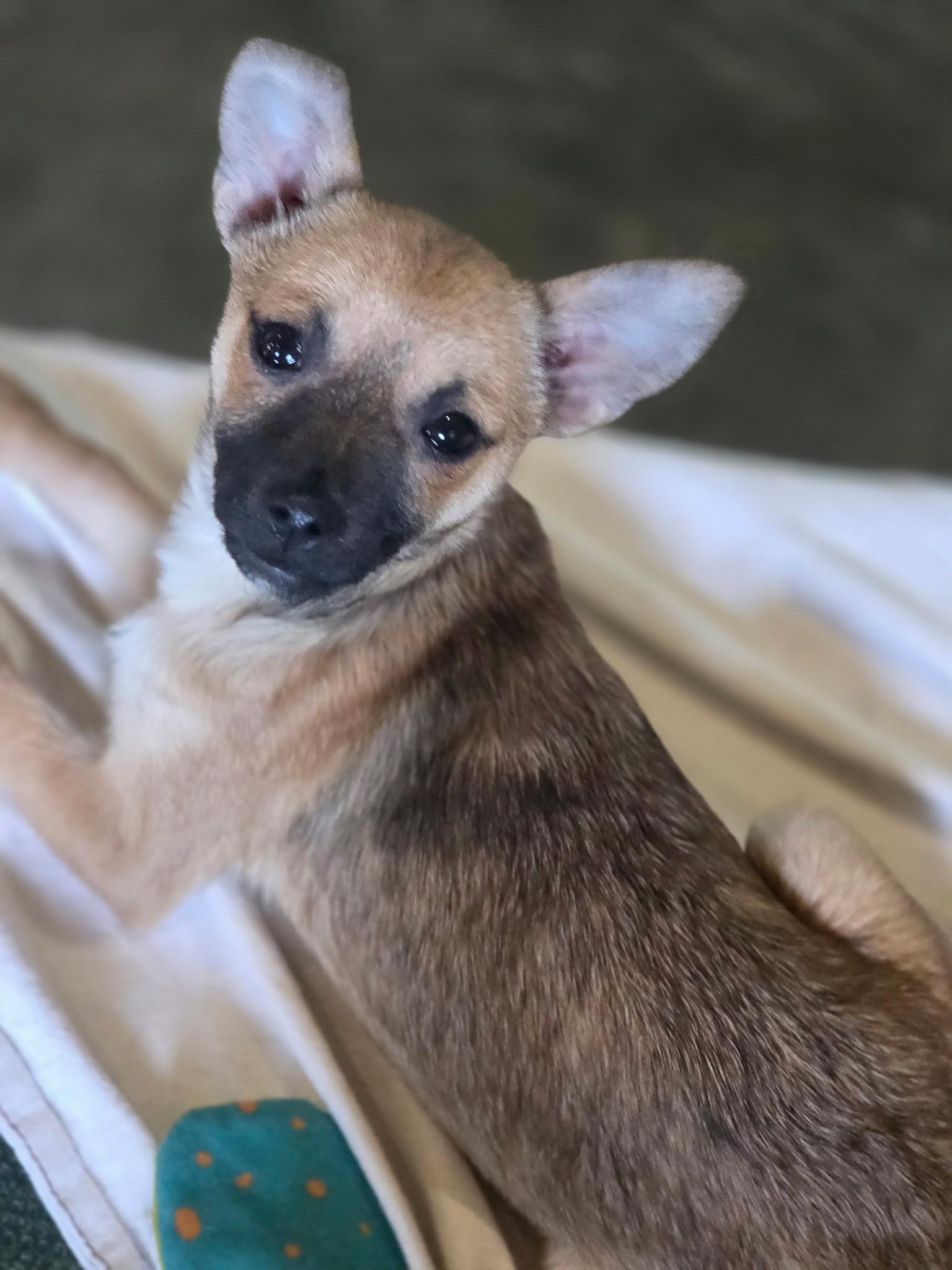 Enlarge Bean, a Adoptable mixed breed in Port Angeles, WA image 1/1