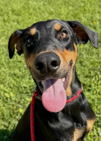 Doby - Available in Foster photo