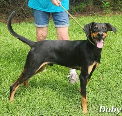 Enlarge Doby - Available in Foster, a Adoptable mixed breed in Madison, NJ image 2/3