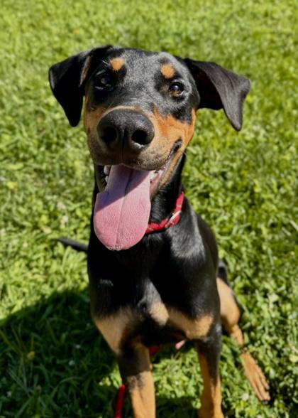 Enlarge Doby - Available in Foster, a Adoptable mixed breed in Madison, NJ image 3/3