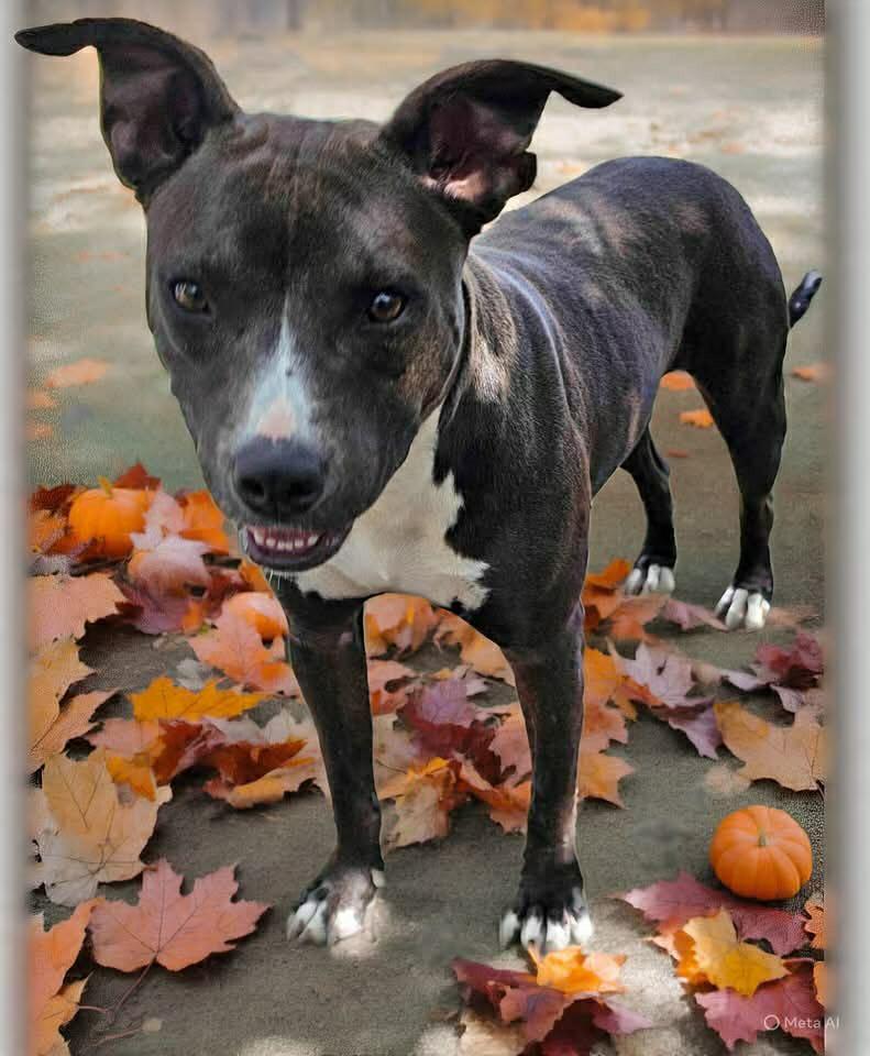 Loki, a Adoptable mixed breed in Albany, NY image 6/6