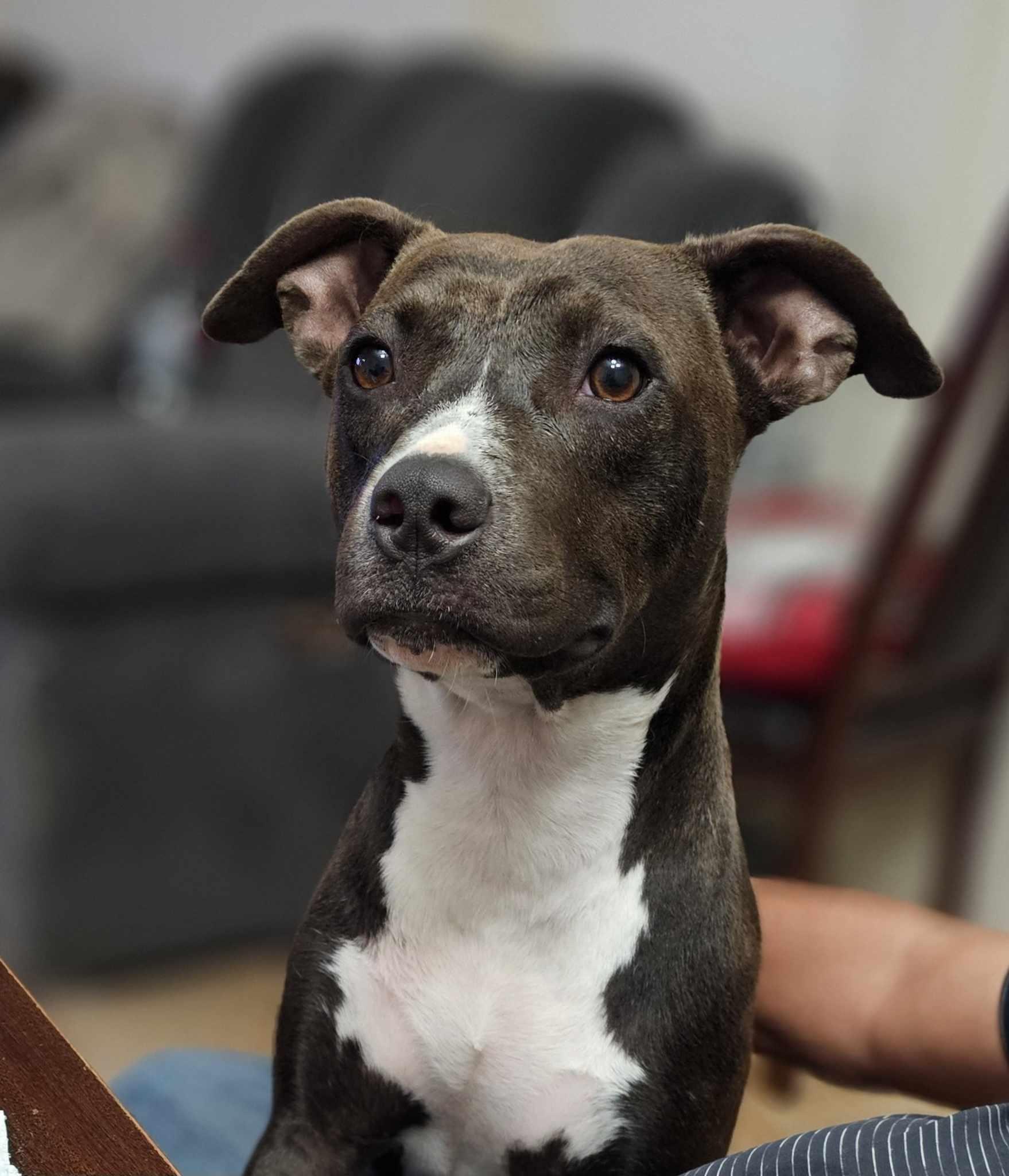 Loki, a Adoptable mixed breed in Albany, NY image 5/6