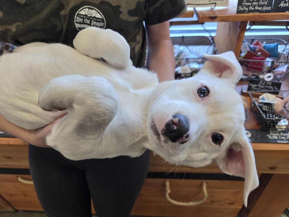 Enlarge Tuna, a Adoptable mixed breed in Bend, OR image 1/4