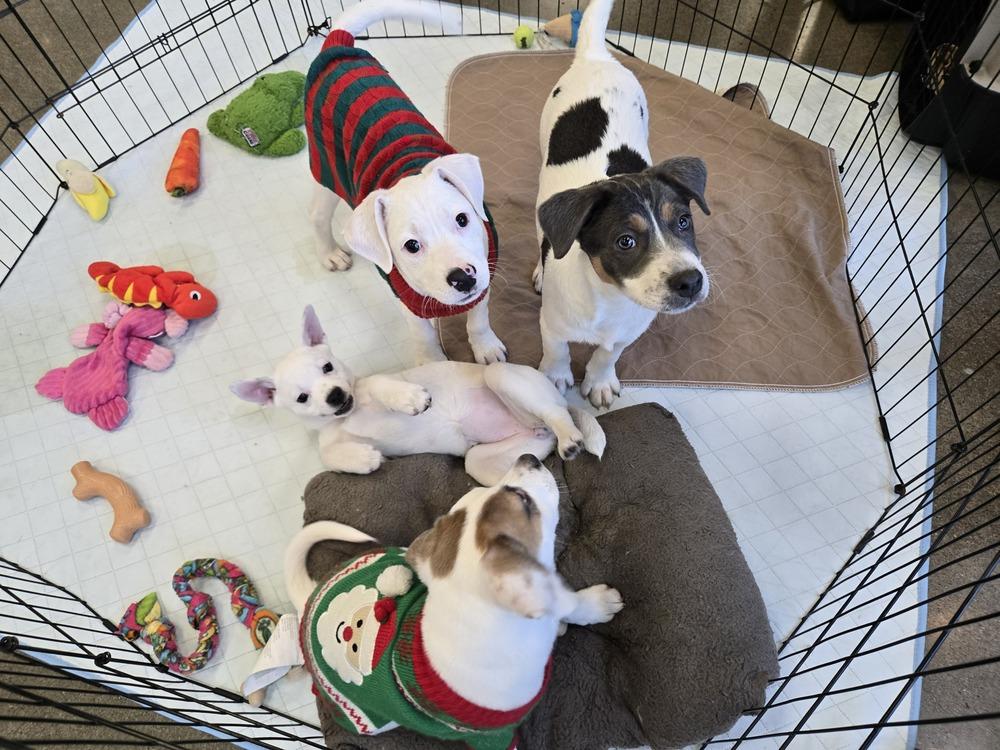 Enlarge Tuna, a Adoptable mixed breed in Bend, OR image 2/4