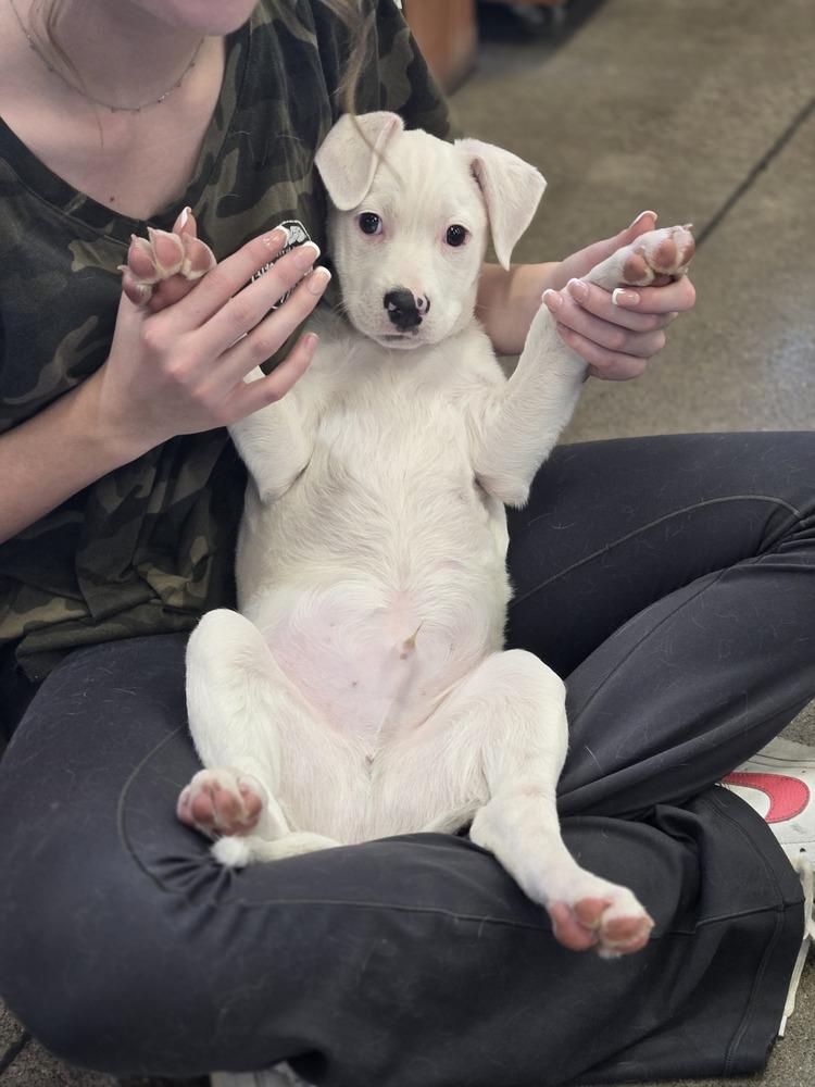 Enlarge Tuna, a Adoptable mixed breed in Bend, OR image 3/4