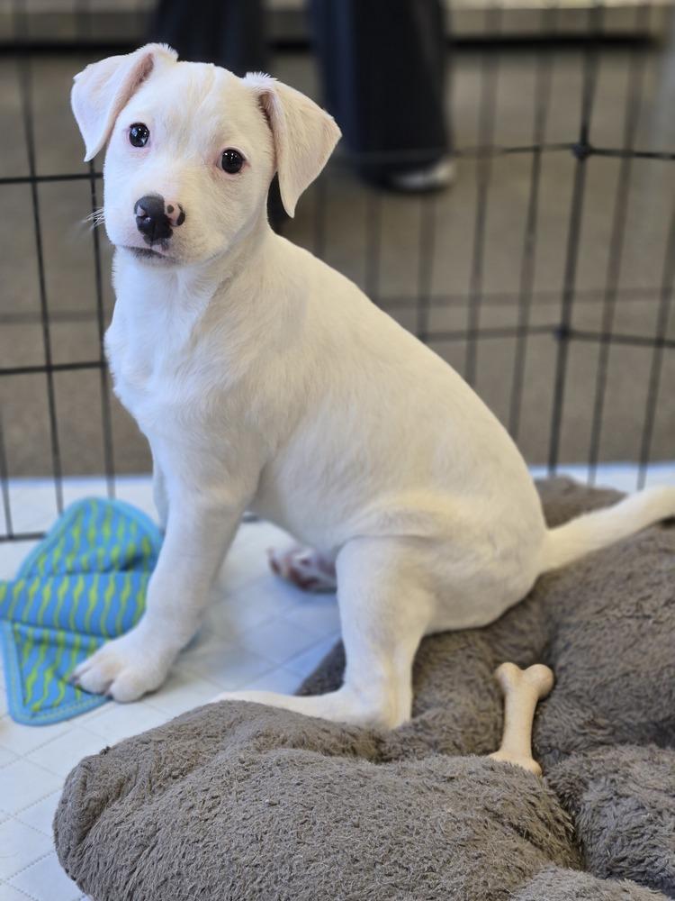 Enlarge Tuna, a Adoptable mixed breed in Bend, OR image 4/4