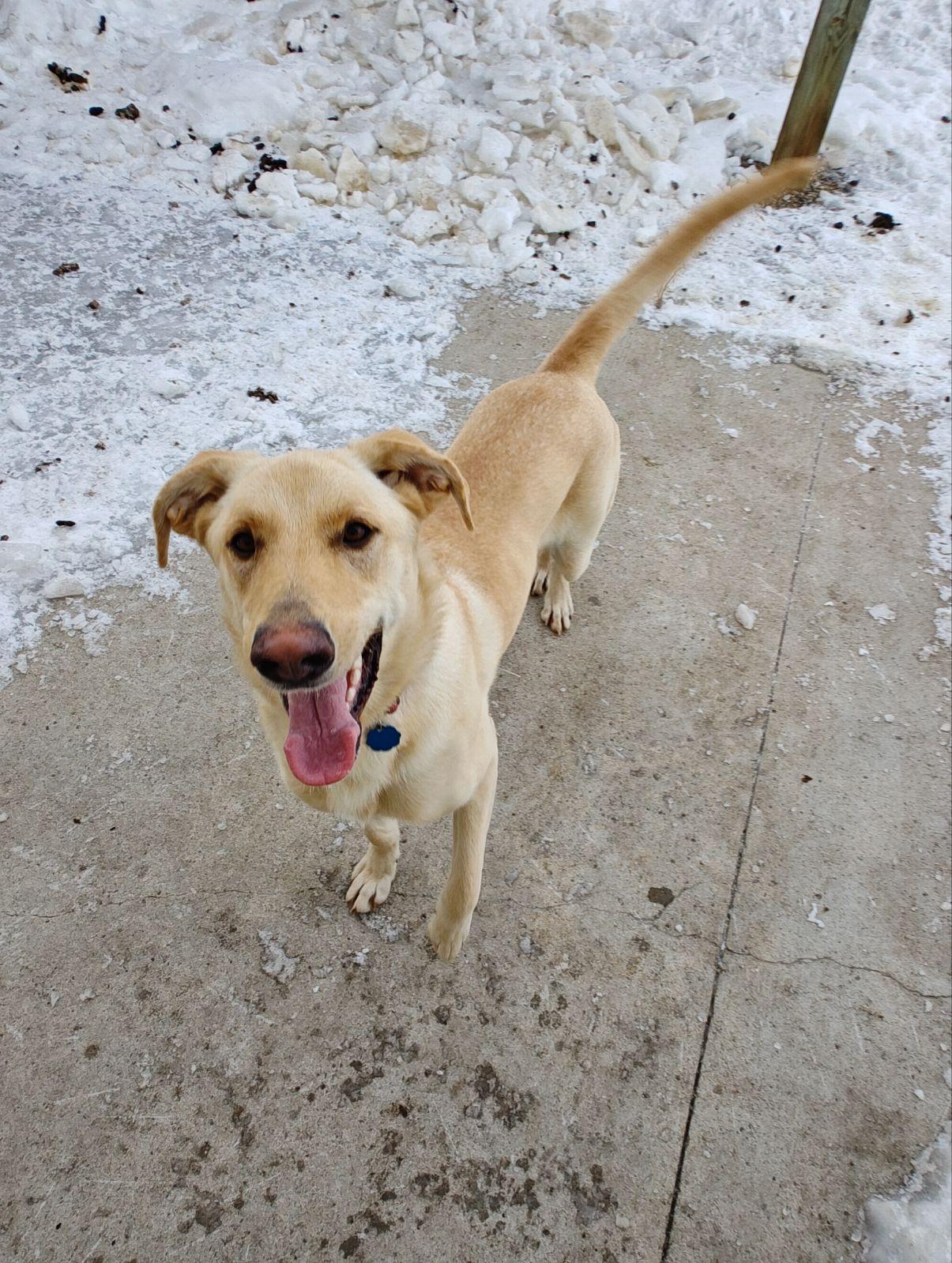 Gus, ADOPTABLE, Young Male Yellow Labrador Retriever & Husky.