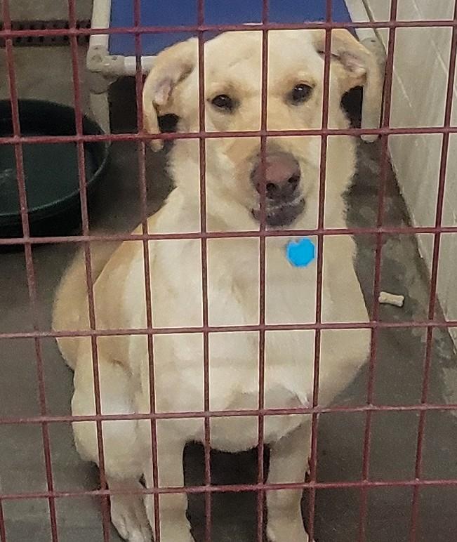 Enlarge Gus, a ADOPTABLE mixed breed in Wahpeton, ND image 2/2