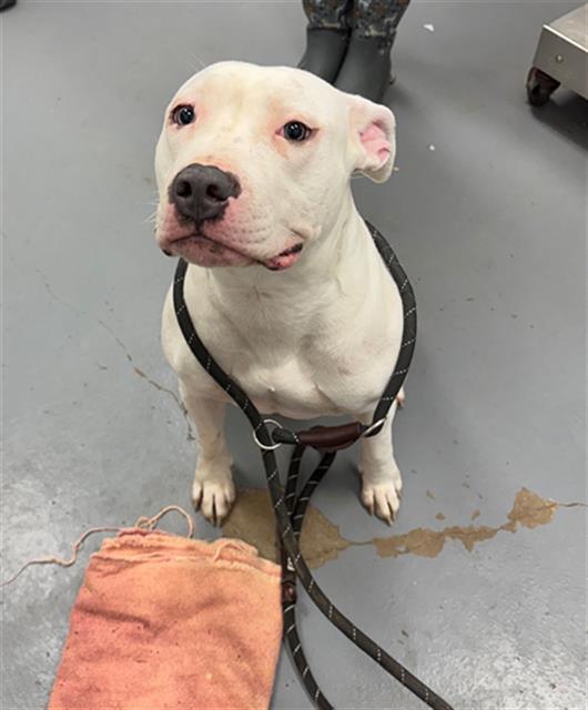 Enlarge DOTTIE, a Adoptable Pit Bull Terrier in Peoria, IL image 1/1