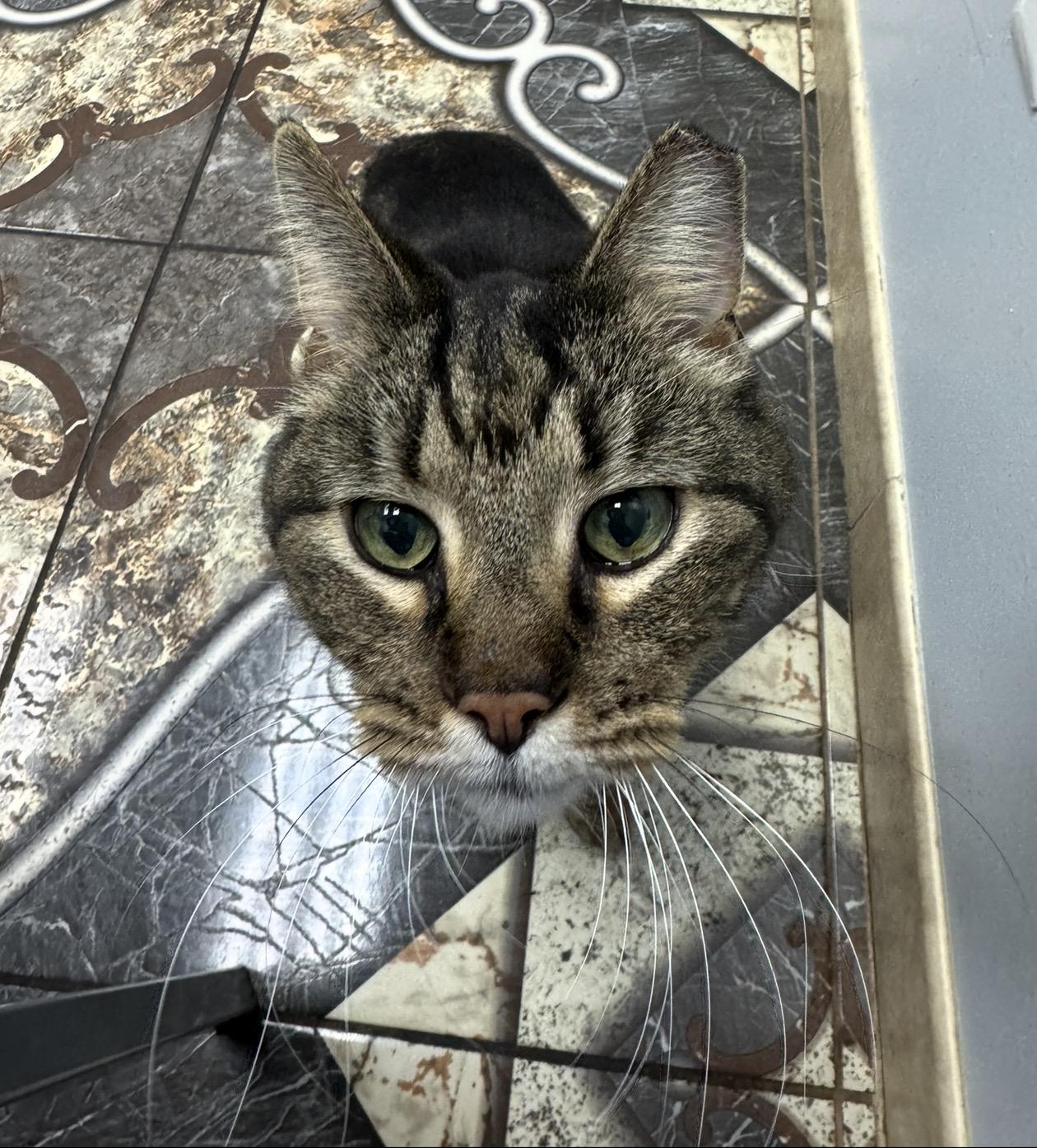 Theodore, Adoptable, Adult Male Domestic Short Hair.