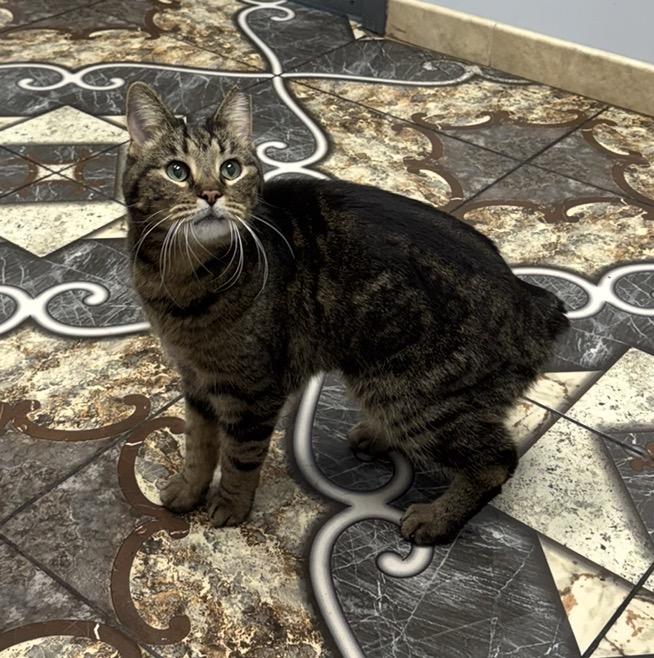 Theodore, a Adoptable Domestic Short Hair in Troy, MI image 4/6