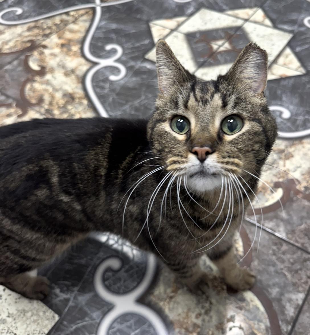 Theodore, Adoptable, Adult Male Domestic Short Hair.