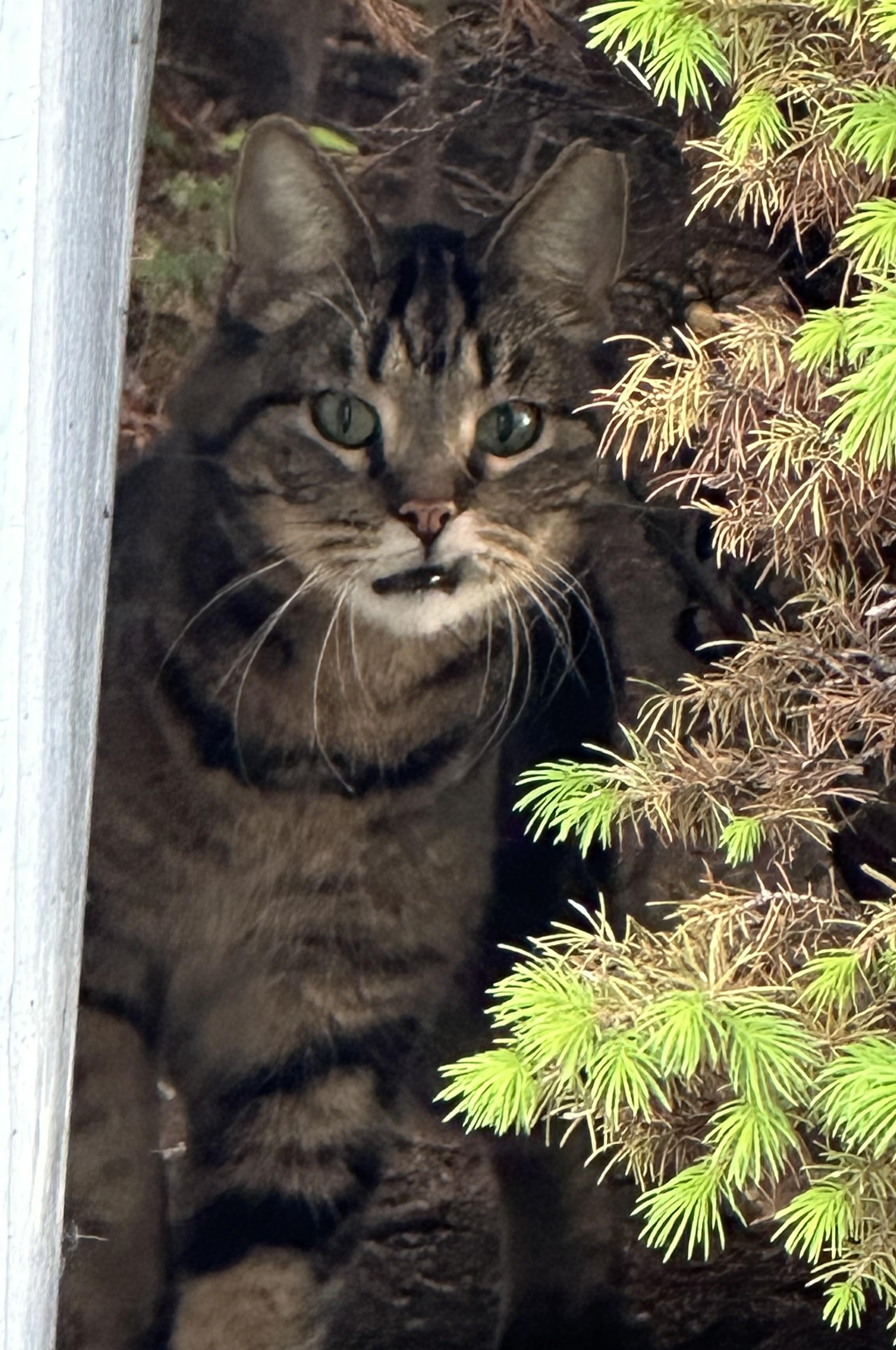 Theodore, a Adoptable Domestic Short Hair in Troy, MI image 1/6