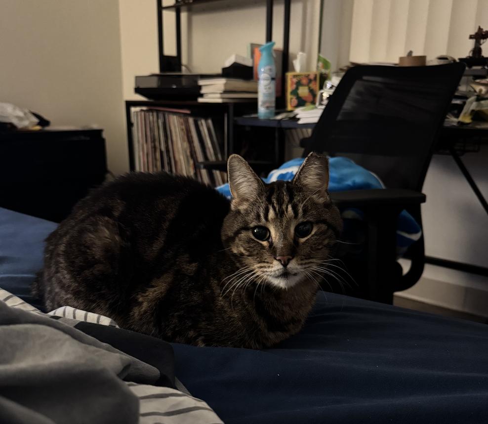 Theodore, a Adoptable Domestic Short Hair in Troy, MI image 2/6