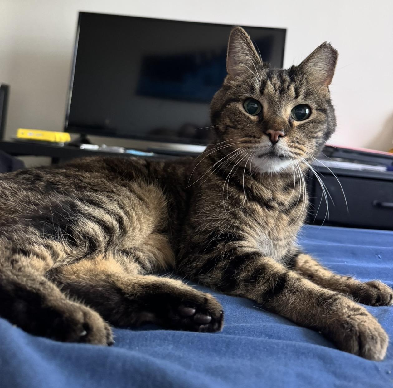 Theodore, a Adoptable Domestic Short Hair in Troy, MI image 5/6