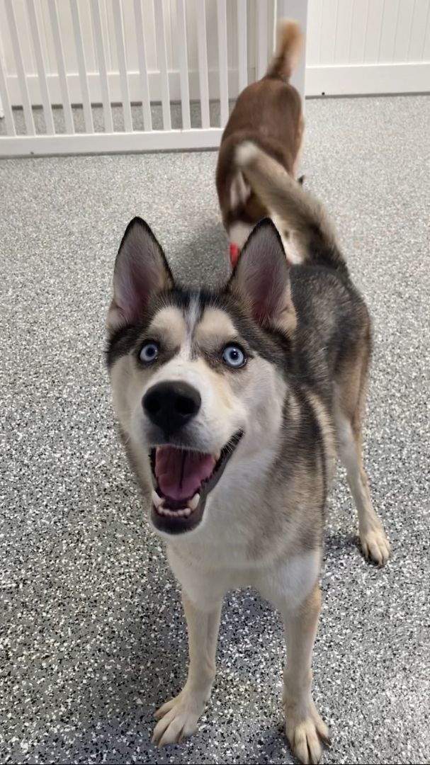 Kilo, Young Male Husky