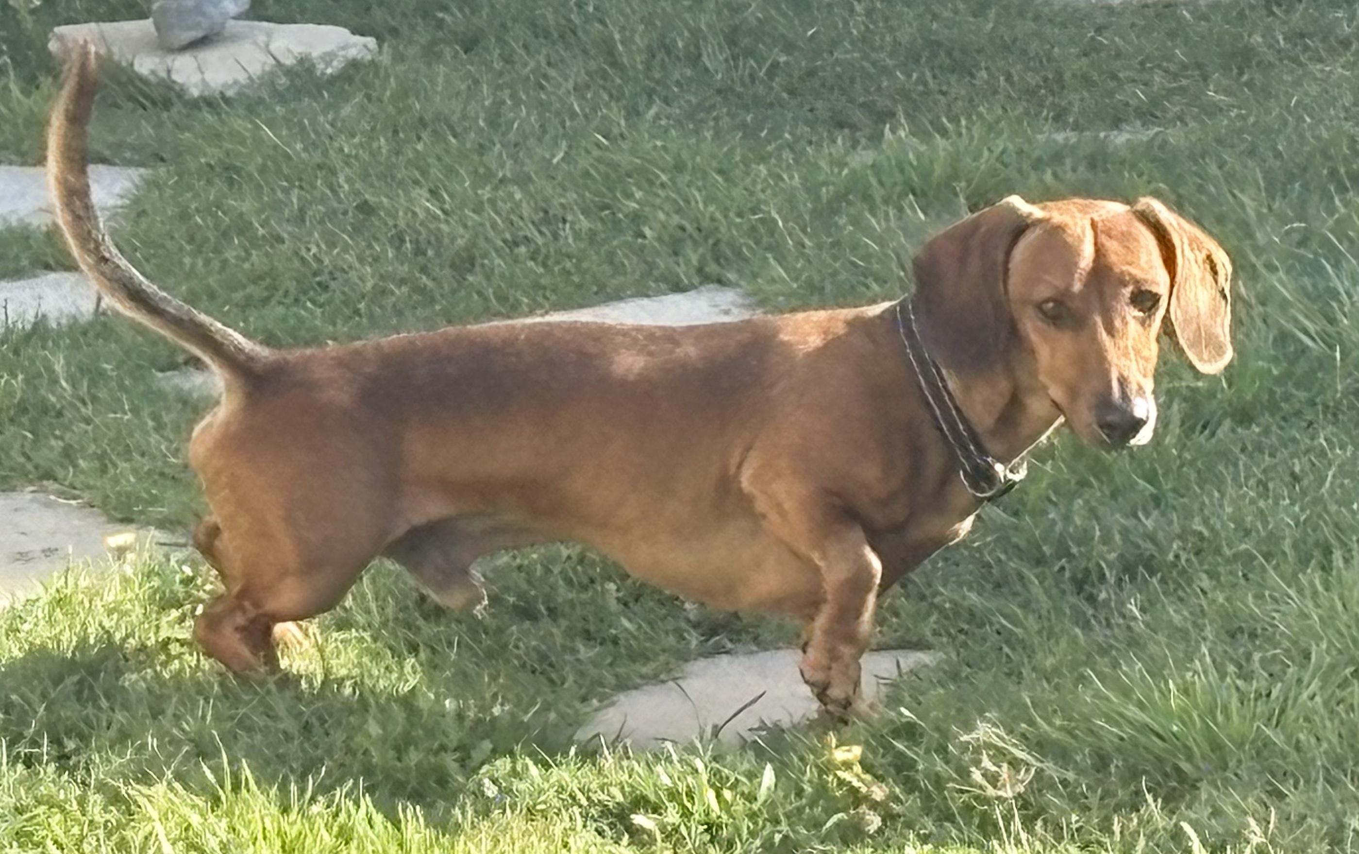 Enlarge Toby, a ADOPTABLE Dachshund in Covina, CA image 2/3