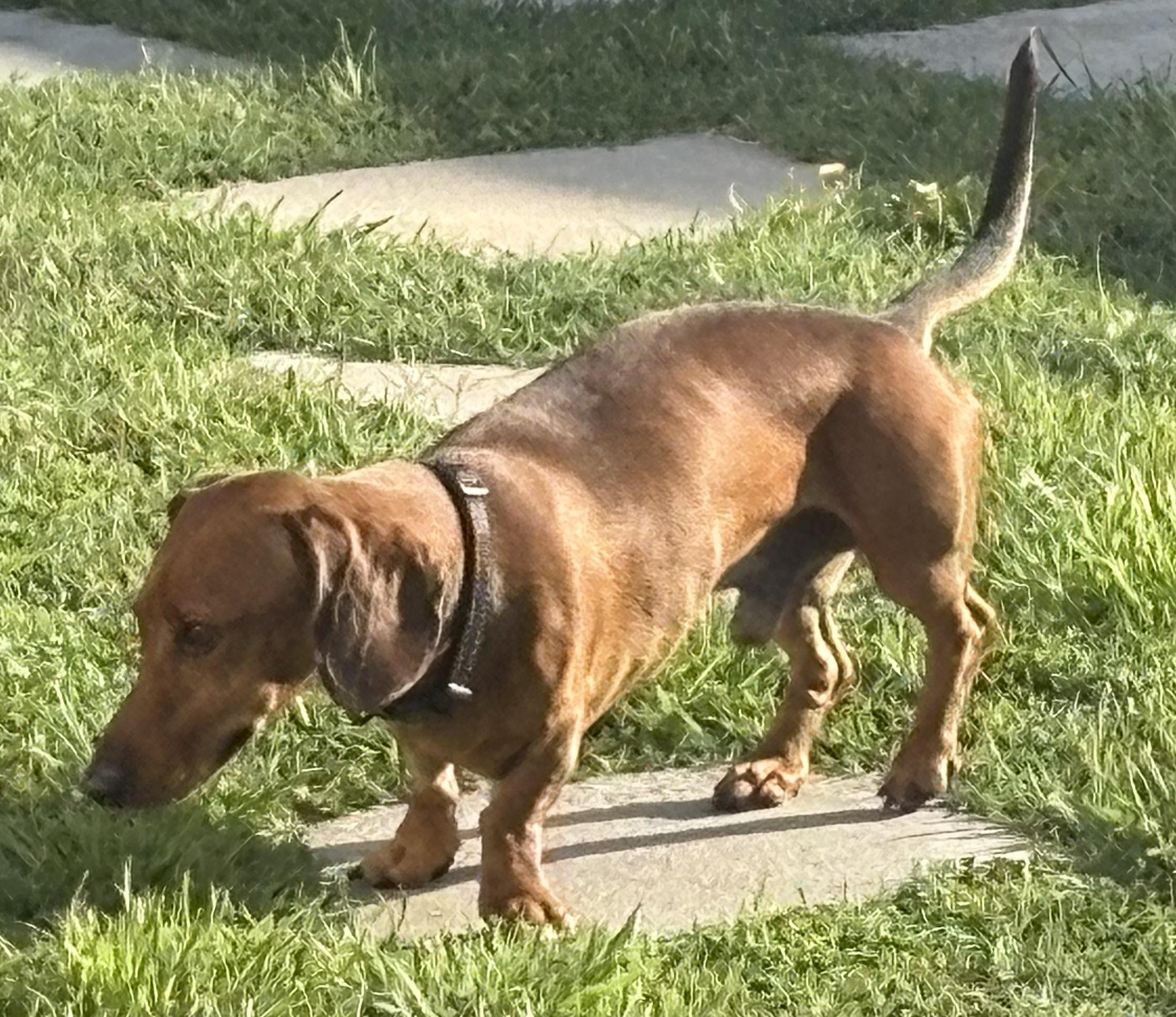 Enlarge Toby, a ADOPTABLE Dachshund in Covina, CA image 3/3