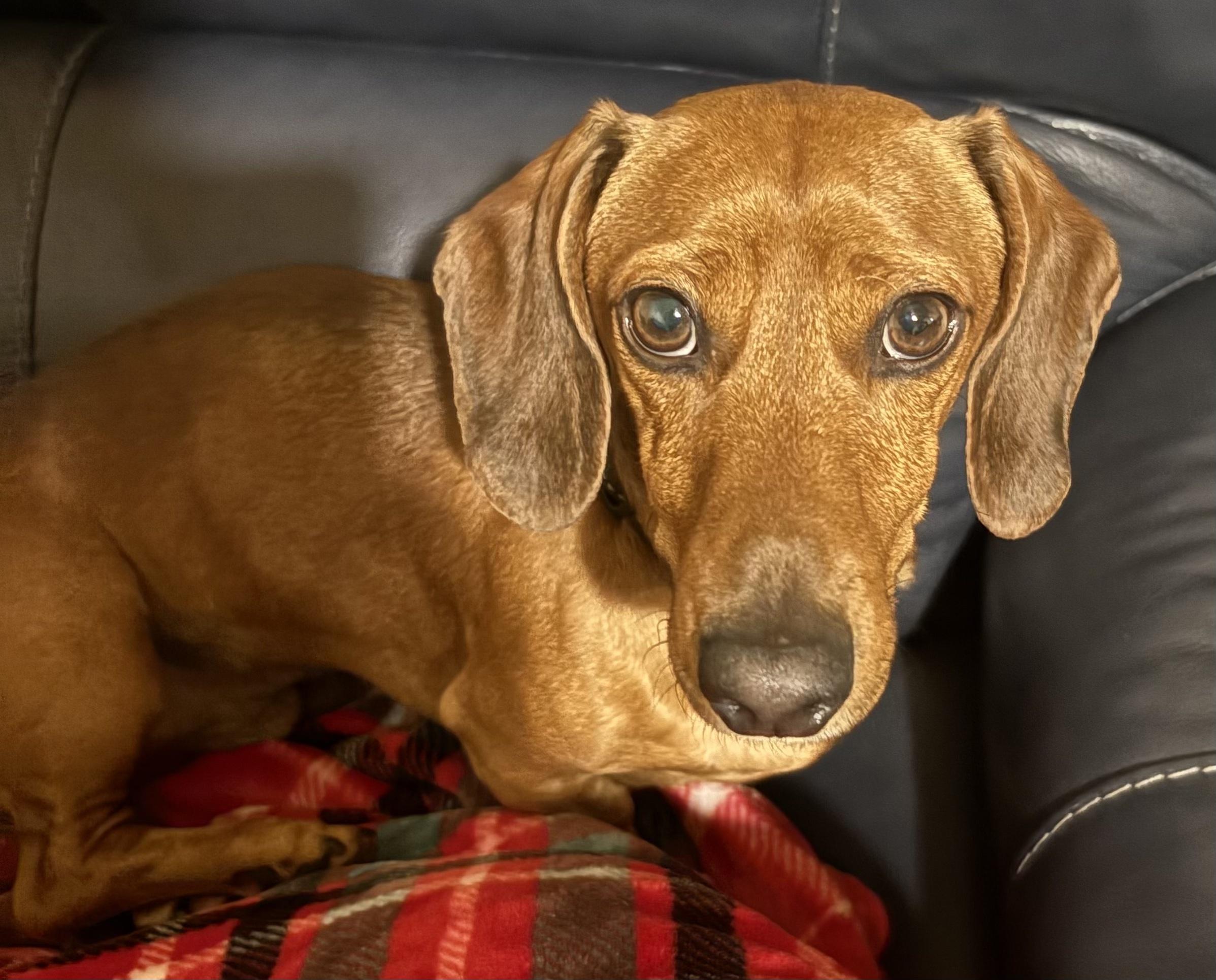 Enlarge Toby, a ADOPTABLE Dachshund in Covina, CA image 1/3
