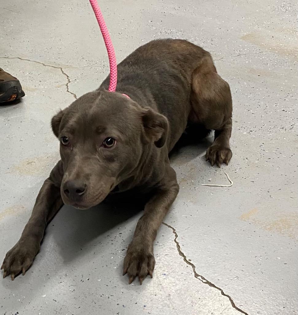 Cindy Lou, Adoptable, Young Female Pit Bull Terrier.