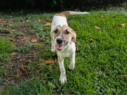 Lionel, Adoptable, Puppy Male Border Collie & Shepherd.