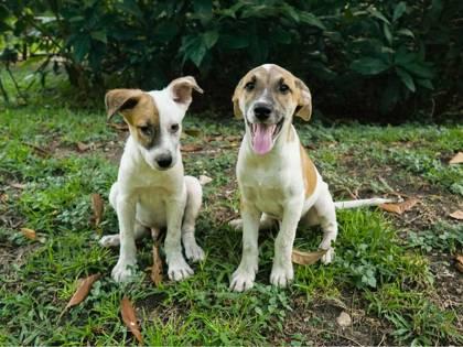 Lionel, a Adoptable mixed breed in San Antonio, TX image 2/3