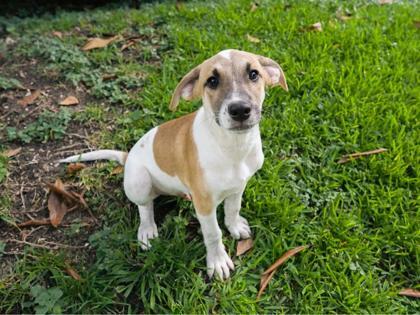 Lionel, a Adoptable mixed breed in San Antonio, TX image 3/3