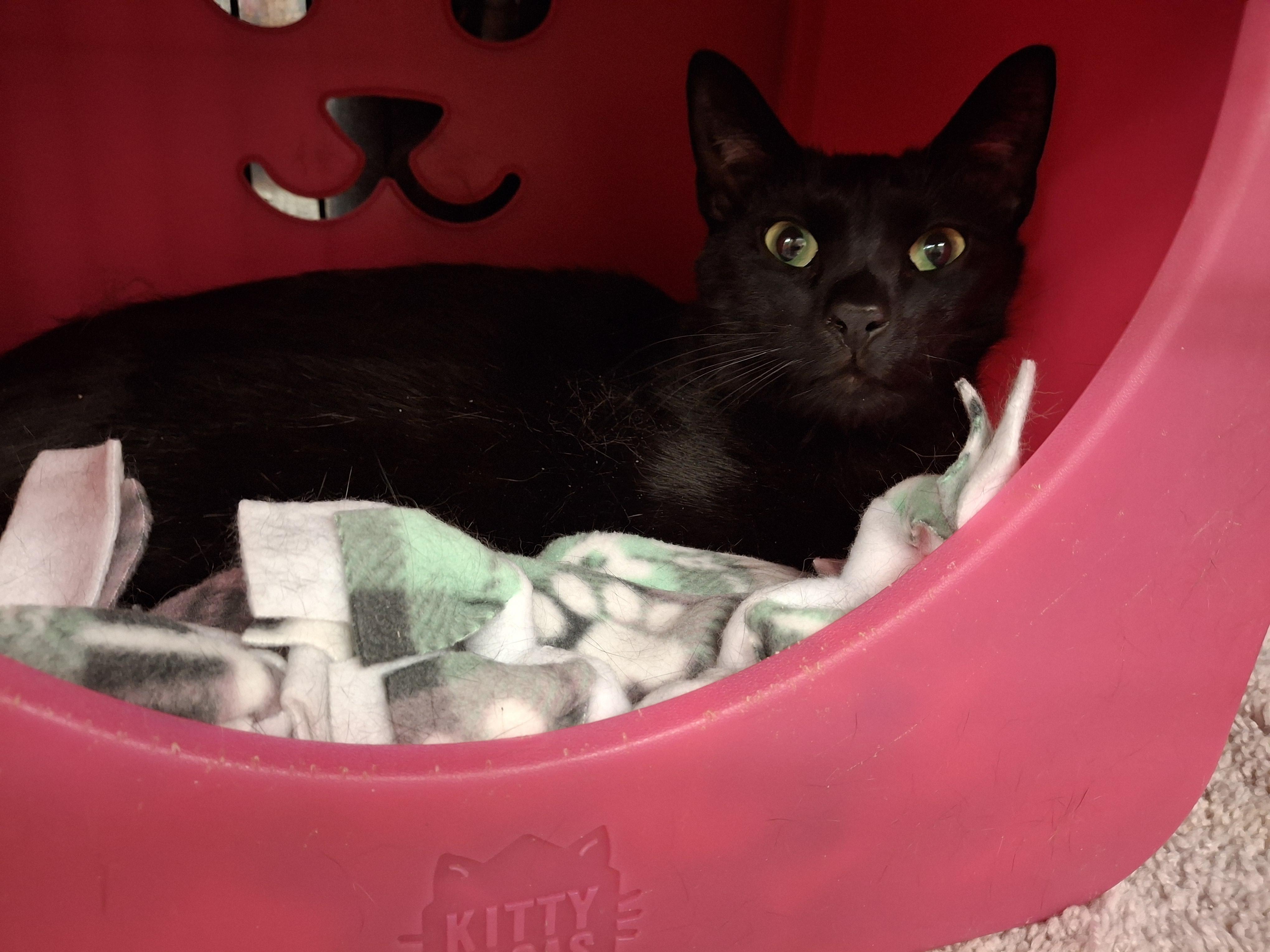 Luigi, a Adoptable Domestic Short Hair in Bear, DE image 2/3