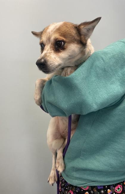 Delilah Jane, an adopted mixed breed in Mishawaka, IN image 5/6