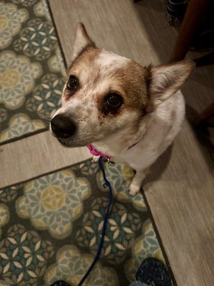 Delilah Jane, an adopted mixed breed in Mishawaka, IN image 3/6