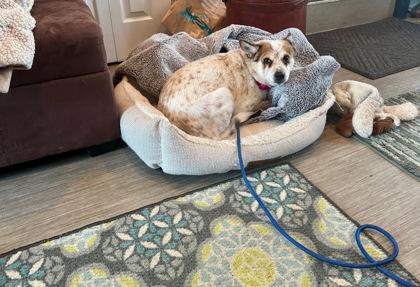 Delilah Jane, an adopted mixed breed in Mishawaka, IN image 1/6