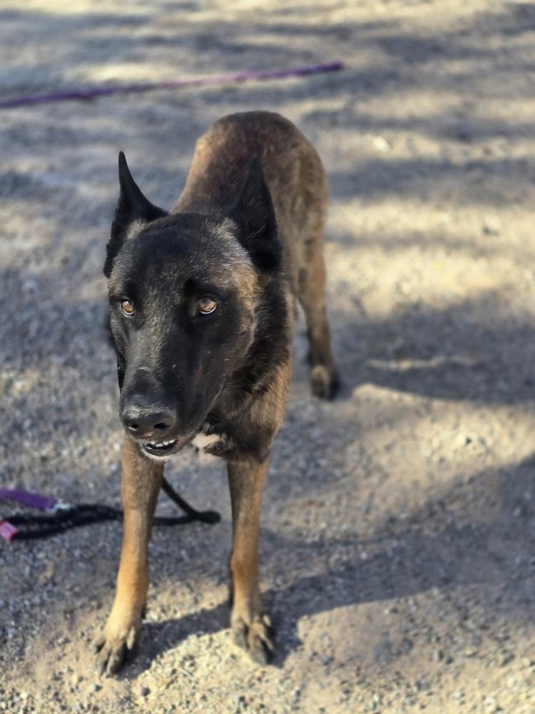 Enlarge Floyd, a Adoptable Belgian Shepherd / Malinois in Albuquerque, NM image 2/6