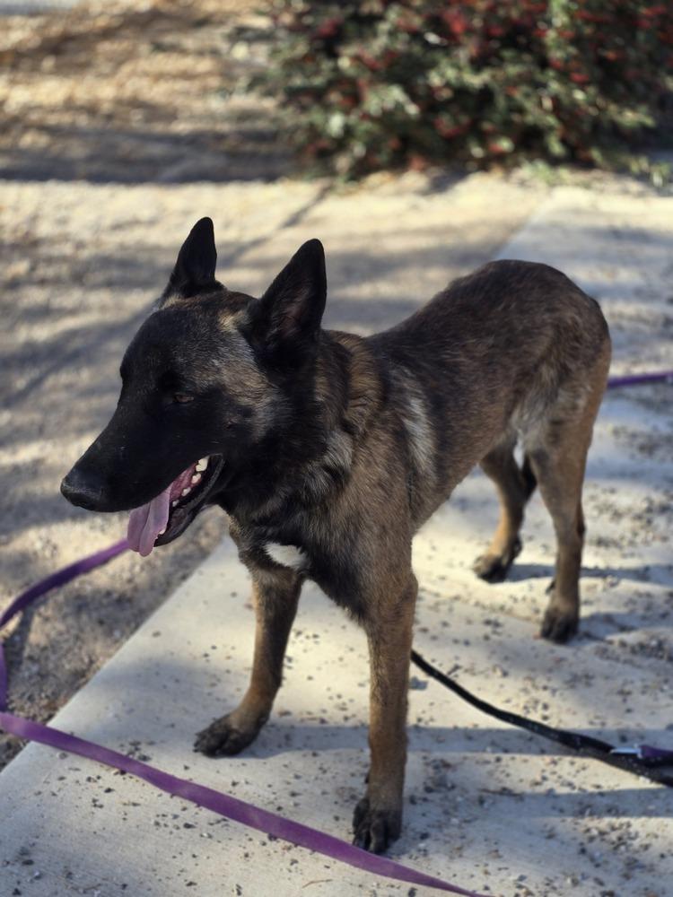 Enlarge Floyd, a Adoptable Belgian Shepherd / Malinois in Albuquerque, NM image 3/6