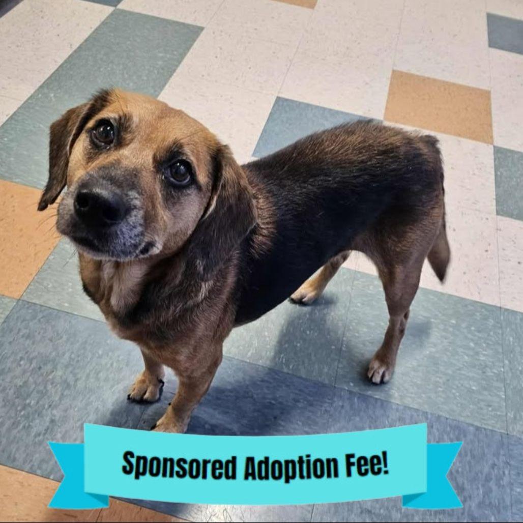 Madeline, Adoptable, Adult Female Beagle.