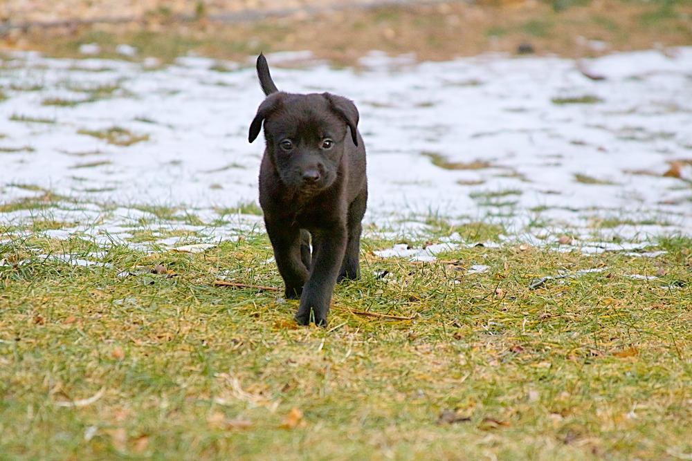 Faith, Adoptable, Puppy Female Labrador Retriever.
