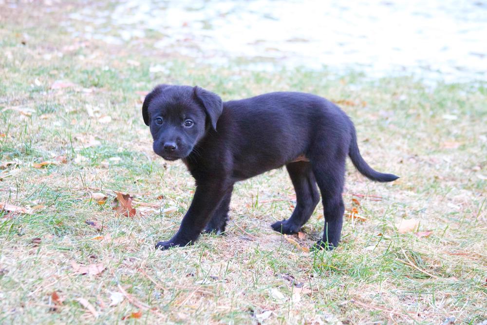 Enlarge Faith, a Adoptable mixed breed in Parker, CO image 2/6