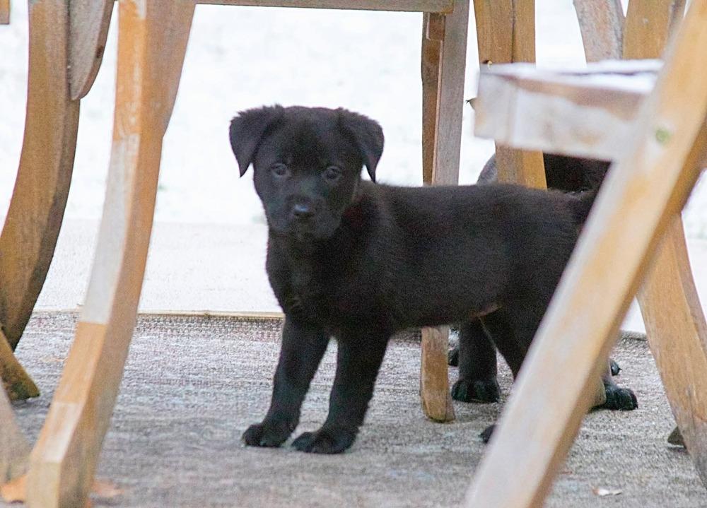 Enlarge Faith, a Adoptable mixed breed in Parker, CO image 3/6