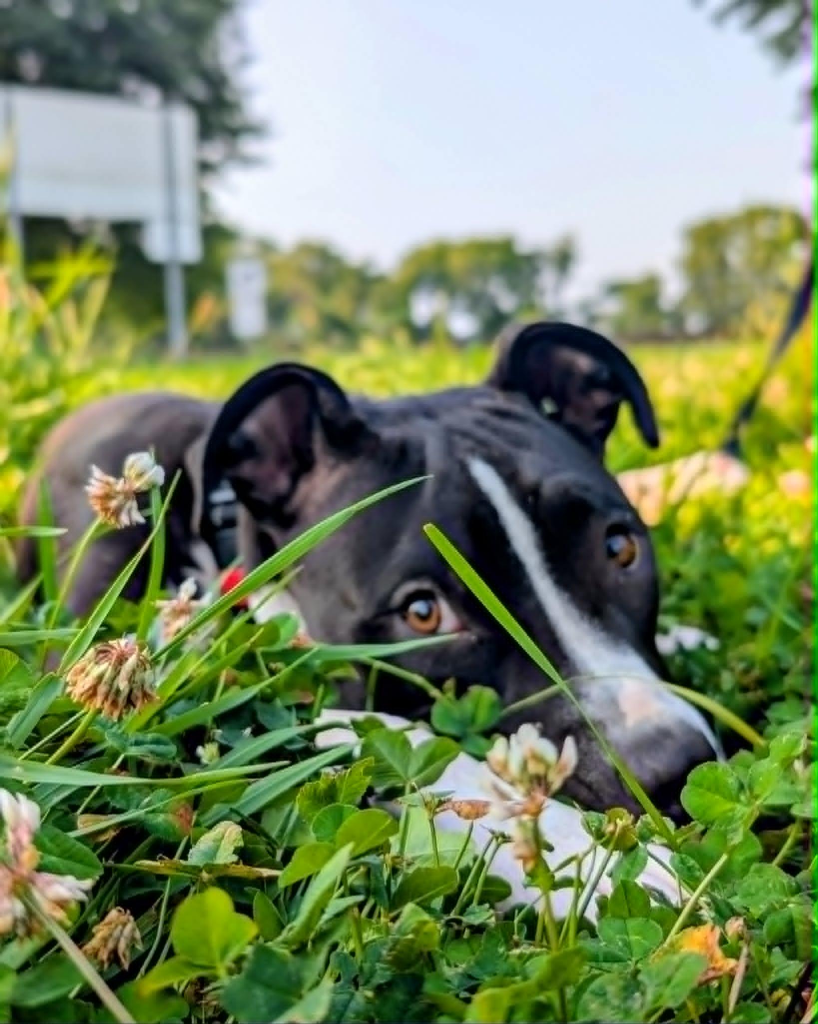 Panda, an adopted mixed breed in Maybrook, NY image 2/5