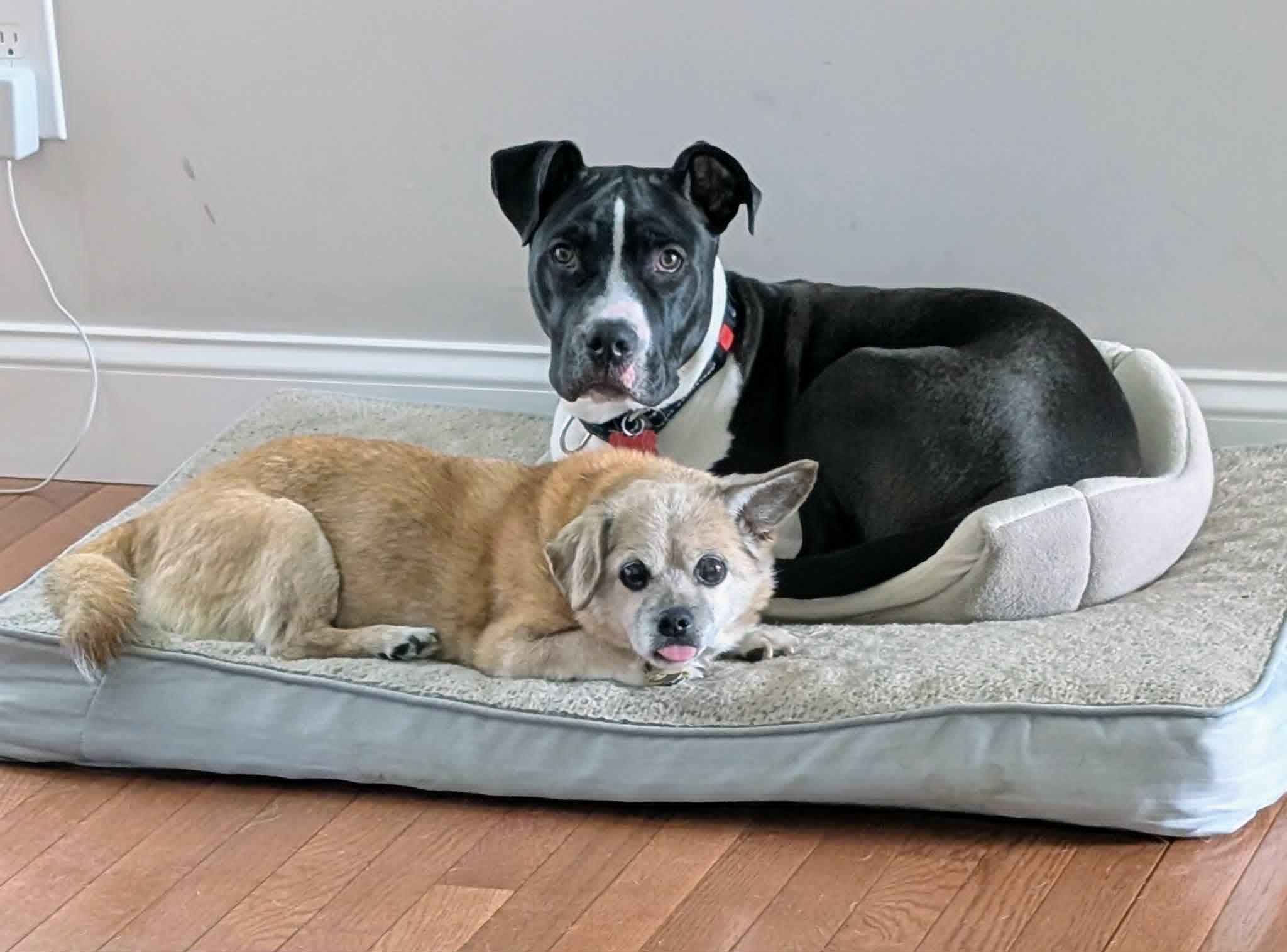 Panda, an adopted mixed breed in Maybrook, NY image 5/5