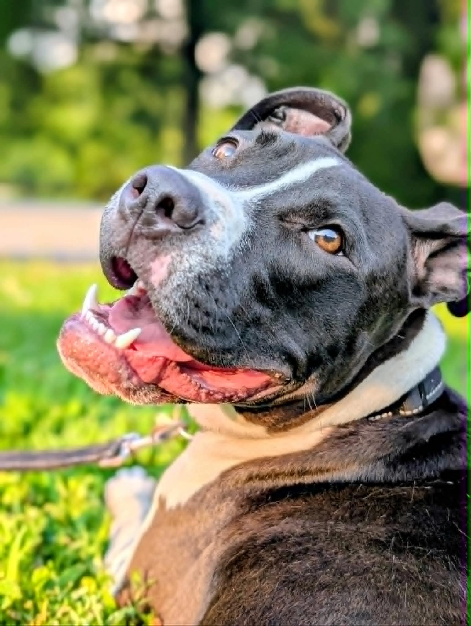Panda, adopted, Young Male American Staffordshire Terrier & Pit Bull Terrier.