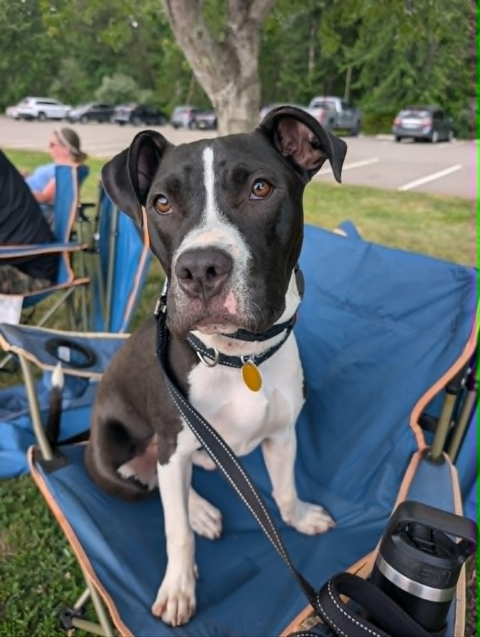 Panda, an adopted mixed breed in Maybrook, NY image 4/5